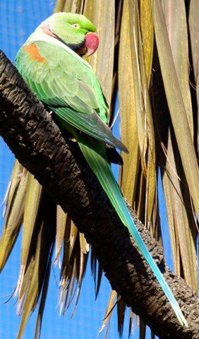 image indian-ring-neck-parakeet-psittacula-krameri-normal-green-male-natureworld-bicheno-tas-jpg