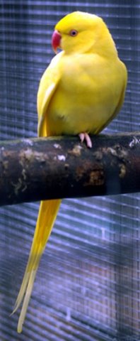 image indian-ringneck-parakeet-psittacula-krameri-manillensis-yellow-indian-ringneck-lutino-mutation-1-ballarat-bird-world-vic-jpg