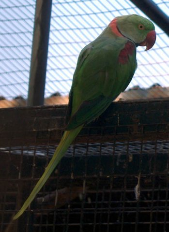 image indian-ringneck-parakeet-indian-ringneck-parrot-rose-ringed-parrot-psittacula-krameri-manillensis-male-1-wellington-nsw-jpg