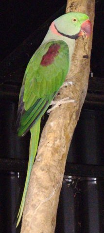 image indian-ringneck-parakeet-indian-ringneck-parrot-rose-ringed-parrot-psittacula-krameri-manillensis-male-2-wellington-nsw-jpg