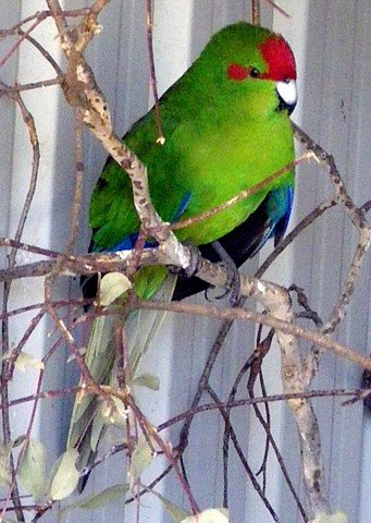 image kakariki-new-zealand-parakeet-red-crowned-parakeets-cyanoramphus-novaezelandiae-1-tasmania-zoo-jpg