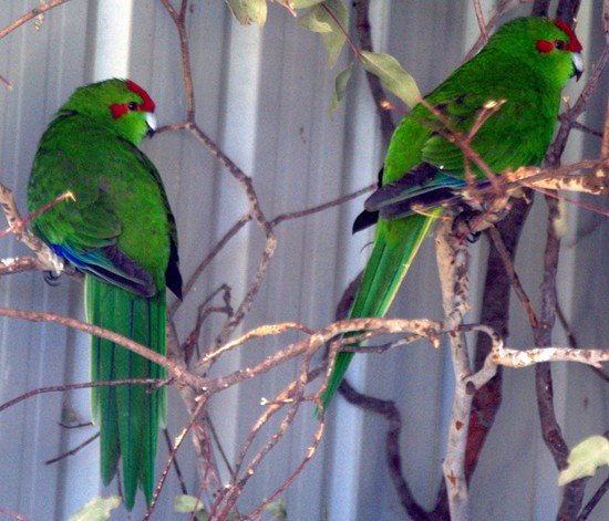 image kakariki-new-zealand-parakeet-red-crowned-parakeets-cyanoramphus-novaezelandiae-3-tasmania-zoo-jpg