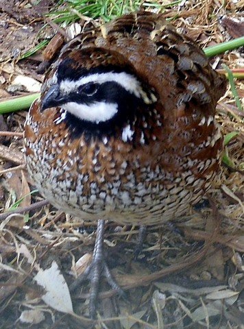 image king-quail-blue-breasted-quail-coturnix-chinensis-2-zoo-doo-tas-jpg