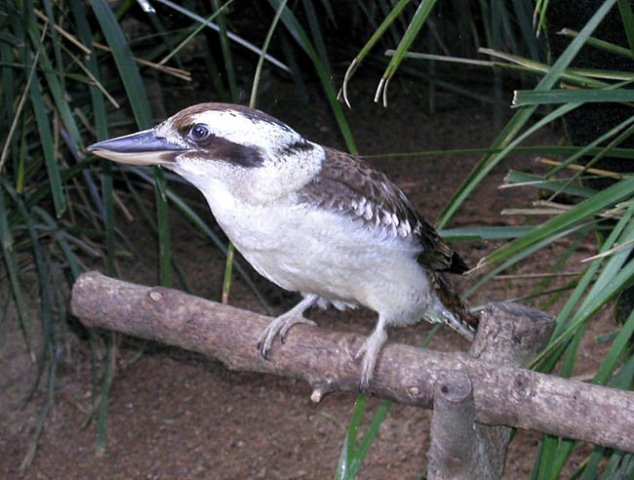 image laughing-kookaburra-australia-zoo-qld-jpg
