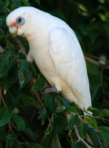 image little-corella-cacatua-sanguinea-bare-eyed-cockatoo-1-the-jetty-bribie-is-qld-jpg