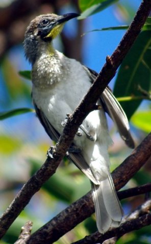 image little-friarbird-philemon-citreogularis-1-bribie-is-qld-jpg