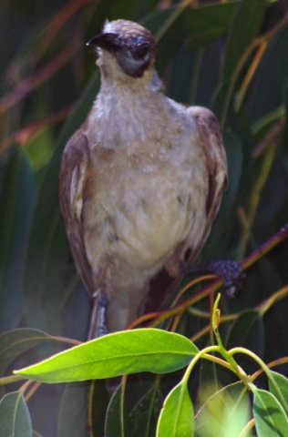 image little-friarbird-philemon-citreogularis-1-dubbo-nsw-jpg