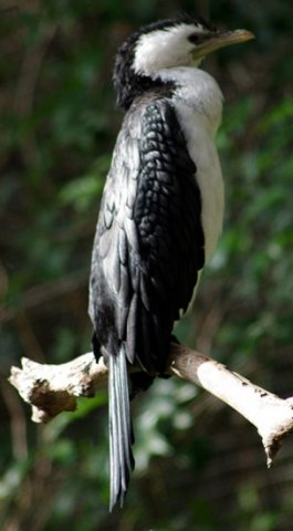 image little-pied-cormorant-phalacrocorax-melanoleucos-1-melb-zoo-vic-jpg