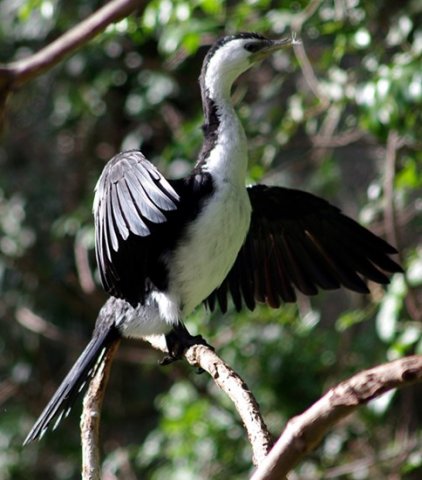 image little-pied-cormorant-phalacrocorax-melanoleucos-2-melb-zoo-vic-jpg