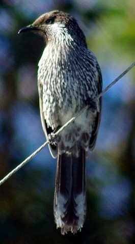 image little-wattlebird-anthochaera-tasmanica-bicheno-tas-jpg