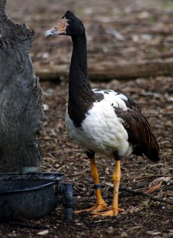 image magpie-goose-anseranas-semipalmata-1-kyabram-fauna-park-vic-jpg