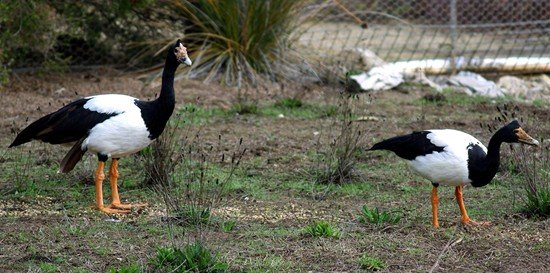 image magpie-goose-anseranas-semipalmata-2-male-left-kyabram-fauna-park-vic-jpg