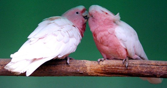 image major-mitchells-cockatoo-lophochroa-leadbeateri-leadbeaters-cockatoo-pink-cockatoo-ballarat-bird-world-vic-jpg