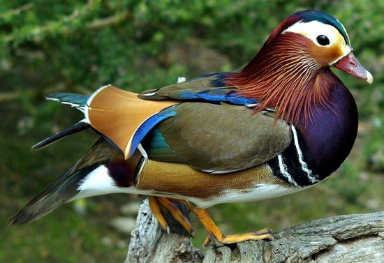 image mandarin-duck-aix-galericulata-drake-natureworld-bicheno-tas-jpg