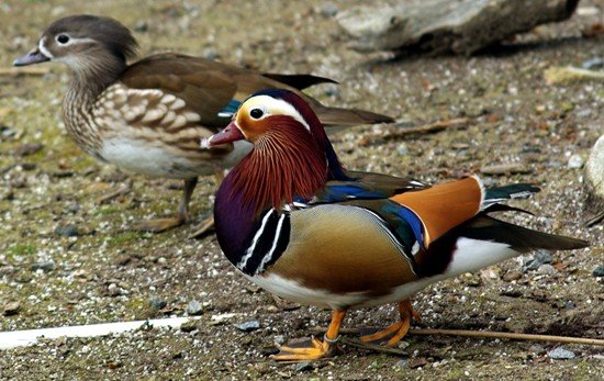image mandarin-duck-aix-galericulata-female-and-drake-1-natureworld-bicheno-tas-jpg