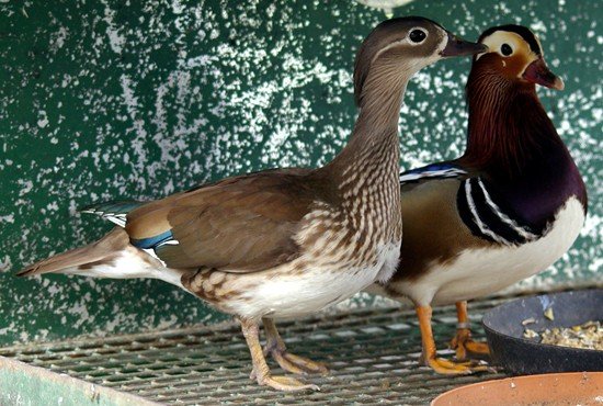 image mandarin-duck-aix-galericulata-female-and-drake-2-natureworld-bicheno-tas-jpg