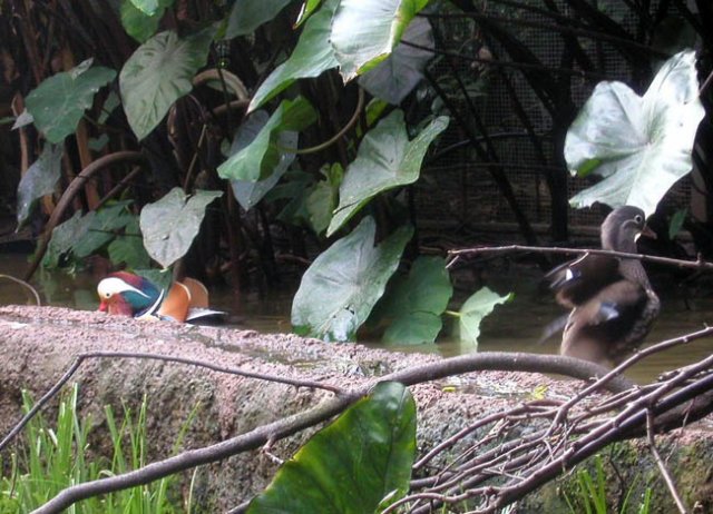 image mandarin-ducks-melbourne-zoo-jpg