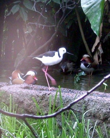 image mandarin-ducks-with-black-winged-stilt-front-melbourne-zoo-jpg