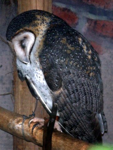 image masked-owl-lois-tyto-novaehollandiae-1-melb-zoo-vic-jpg