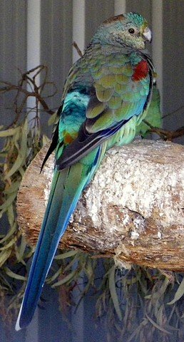 image mulga-parrot-psephotus-varius-female-1-tasmania-zoo-jpg