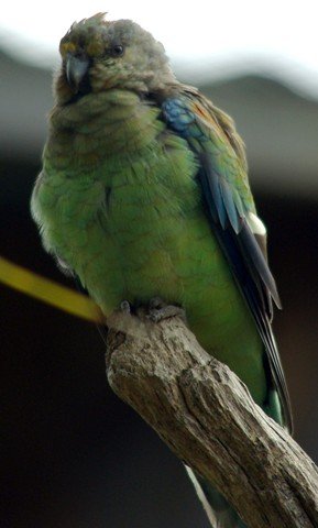 image mulga-parrot-psephotus-varius-female-2-natureworld-bicheno-tas-jpg