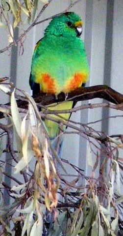 image mulga-parrot-psephotus-varius-male-1-tasmania-zoo-jpg
