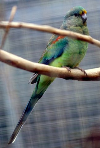 image mulga-parrot-psephotus-varius-many-coloured-parrot-1-female-kyabram-fauna-park-vic-jpg