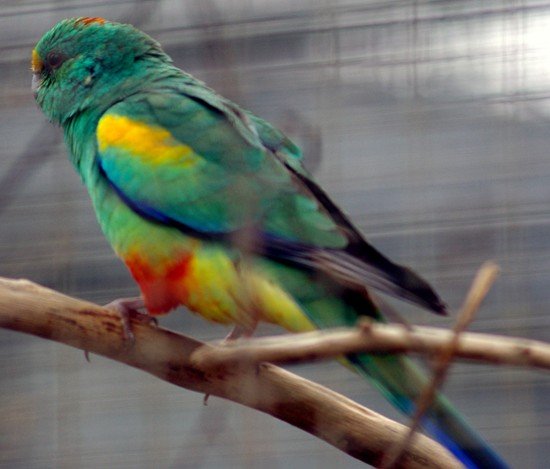 image mulga-parrot-psephotus-varius-many-coloured-parrot-2-male-kyabram-fauna-park-vic-jpg