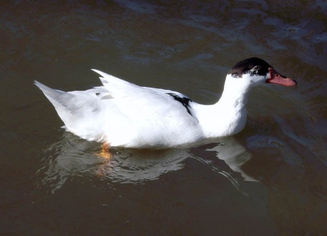 image muscovy-duck-1-lake-nagambie-vic-jpg