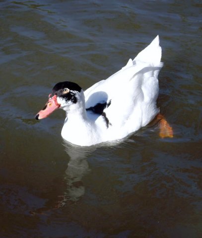 image muscovy-duck-2-lake-nagambie-vic-jpg