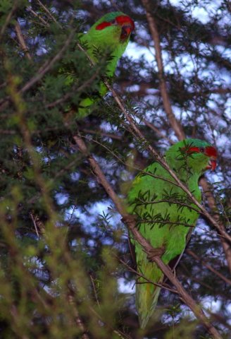 image musk-lorikeet-glossopsitta-concinna-red-eared-lorikeet-3-healesville-vic-jpg
