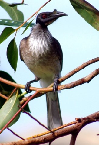 image noisy-friarbird-philemon-corniculatus-1-bribie-is-qld-jpg