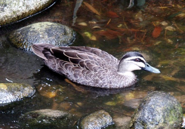 image pacific-black-duck-1-melbourne-zoo-jpg