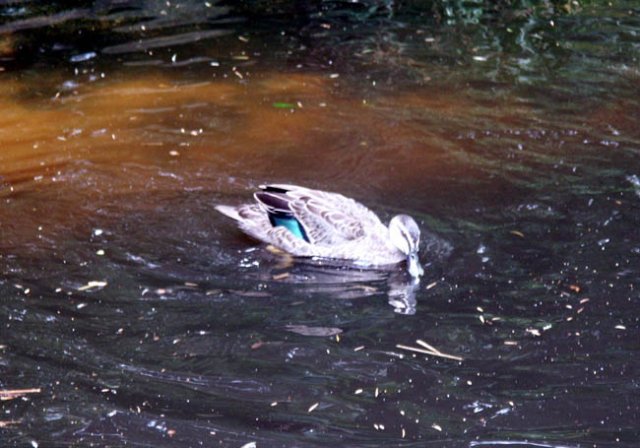 image pacific-black-duck-2-melbourne-zoo-jpg