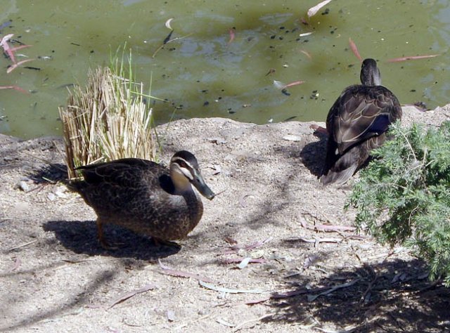 image pacific-black-ducks-wagga-zoo-nsw-jpg