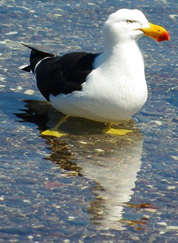 image pacific-gull-larus-pacificus-3-dunalley-tas-jpg
