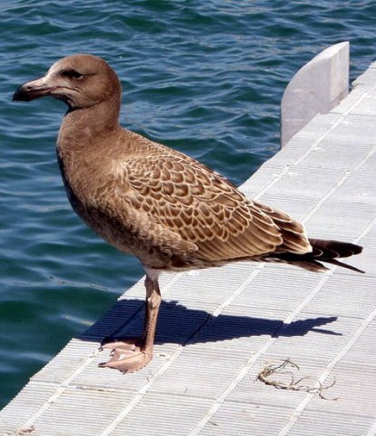 image pacific-gull-juvenile-1-port-albert-vic-jpg