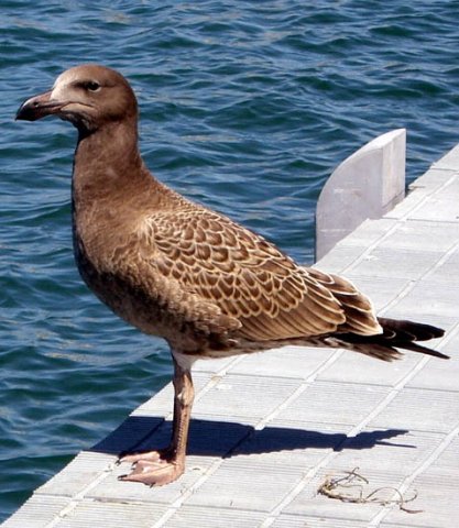 image pacific-gull-juvenile-2-port-albert-vic-jpg