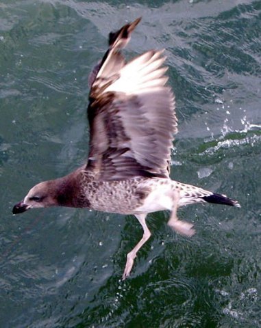 image pacific-gull-juvenile-caught-in-fishing-line-port-albert-vic-jpg