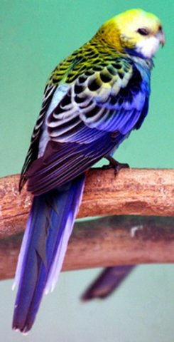 image pale-headed-rosella-platycercus-adscitus-mealy-rosella-moreton-bay-rosella-blue-rosella-ballarat-bird-world-vic-jpg