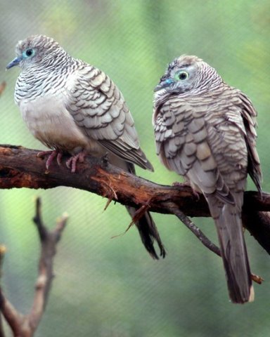 image peaceful-dove-geopelia-placida-kyabram-fauna-park-vic-jpg