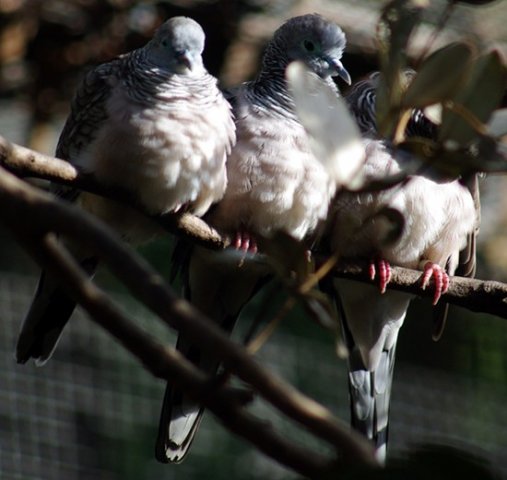 image peaceful-dove-geopelia-placida-ground-dove-zebra-dove-2-melb-zoo-vic-jpg