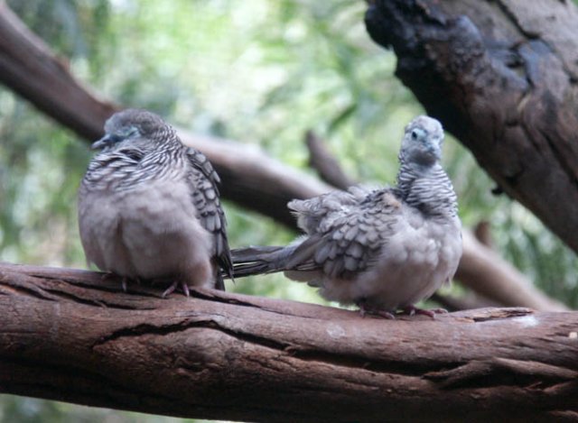 image peaceful-doves-melbourne-zoo-jpg
