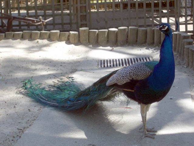 image peacock-wagga-wagga-zoo-nsw-jpg