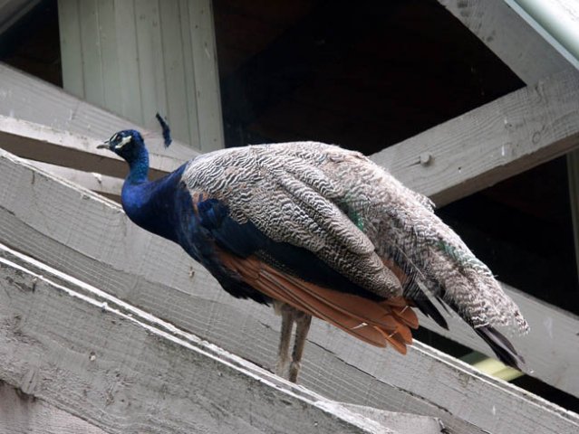 image peacock-1-melbourne-zoo-jpg