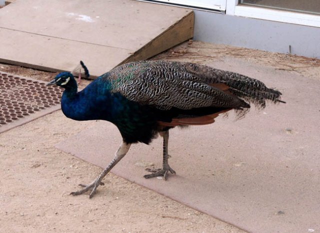 image peacock-2-melbourne-zoo-jpg