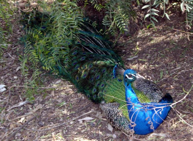 image peacock-resting-wagga-zoo-nsw-jpg