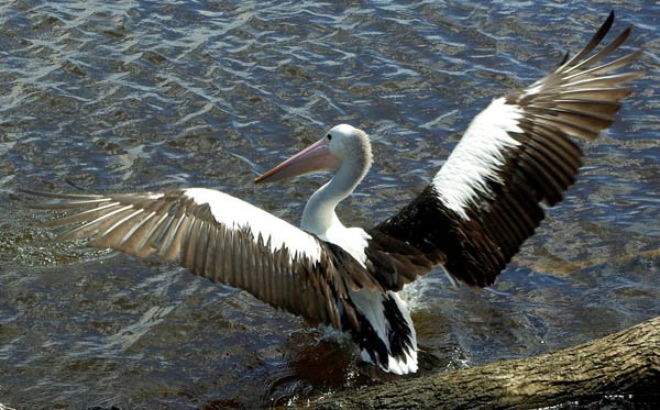 image pelican-pelecanus-conspicillatus-marlo-vic-jpg