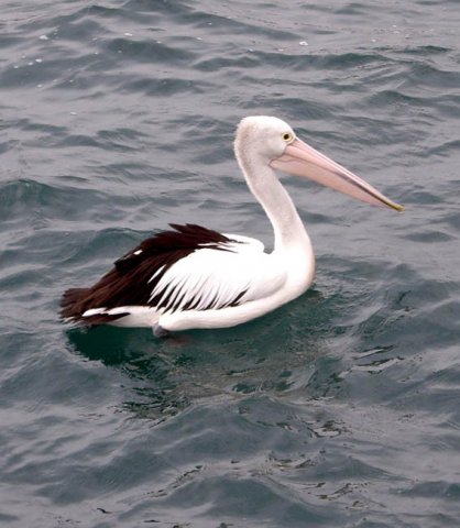 image pelican-eden-wharf-nsw-jpg