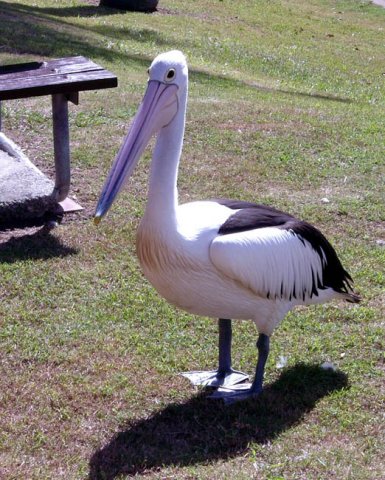 image pelican-1-spinnaker-marina-bribie-is-qld-jpg